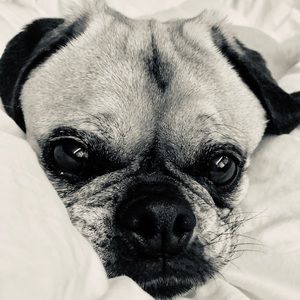 Meet your Posher, Ashton